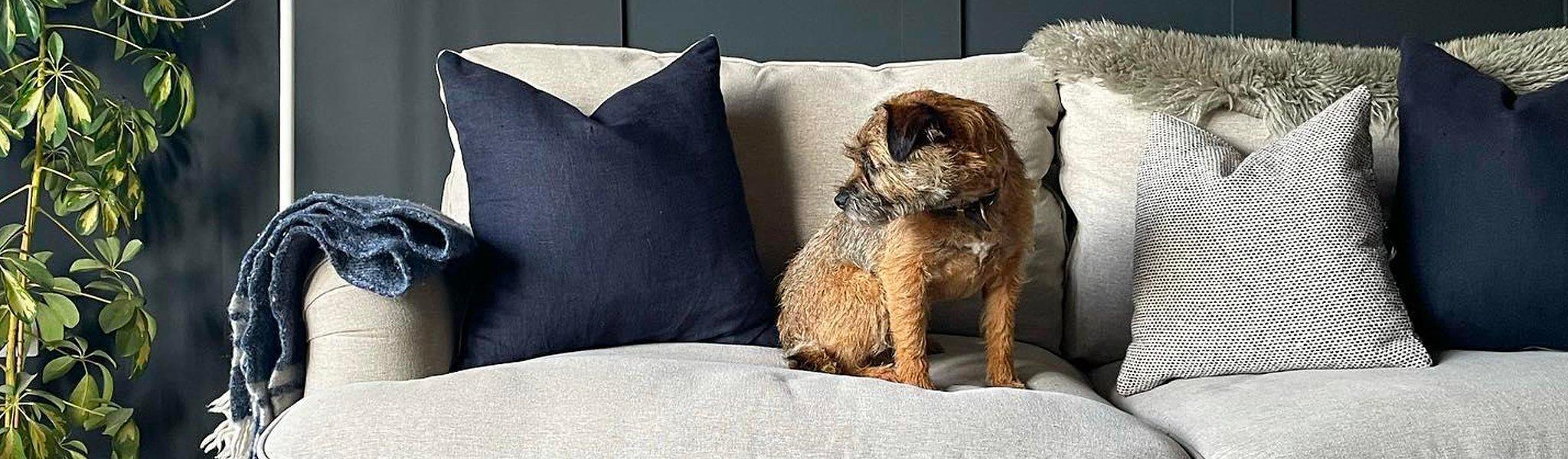 John lewis dogs in store best sale