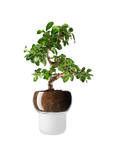 Eva Solo Orchid and Bonsai Self Watering Pot, Frosted