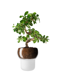 Eva Solo Orchid and Bonsai Self Watering Pot, Frosted, Frosted