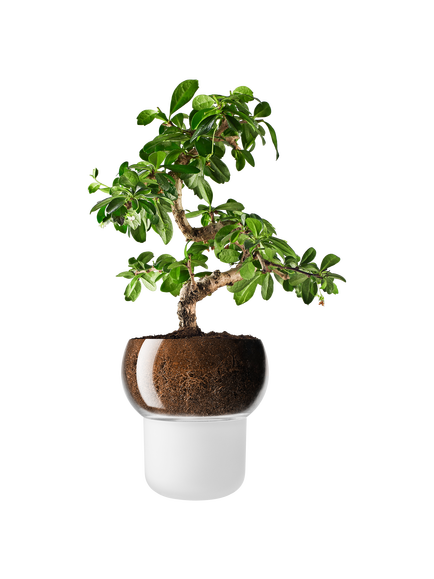 Eva Solo Orchid and Bonsai Self Watering Pot, Frosted, Frosted