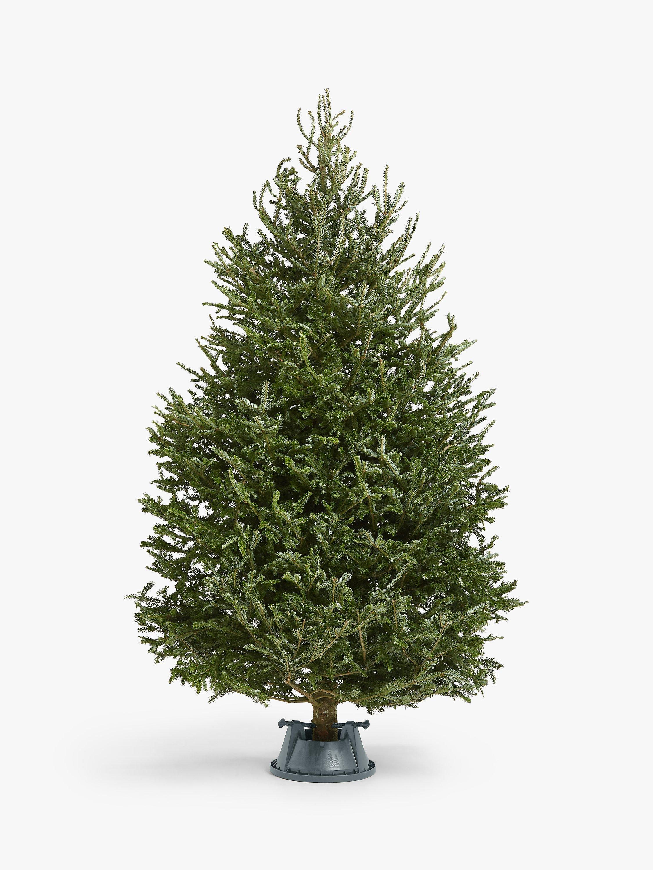 John Lewis & Partners Fraser Fir Real Christmas Tree