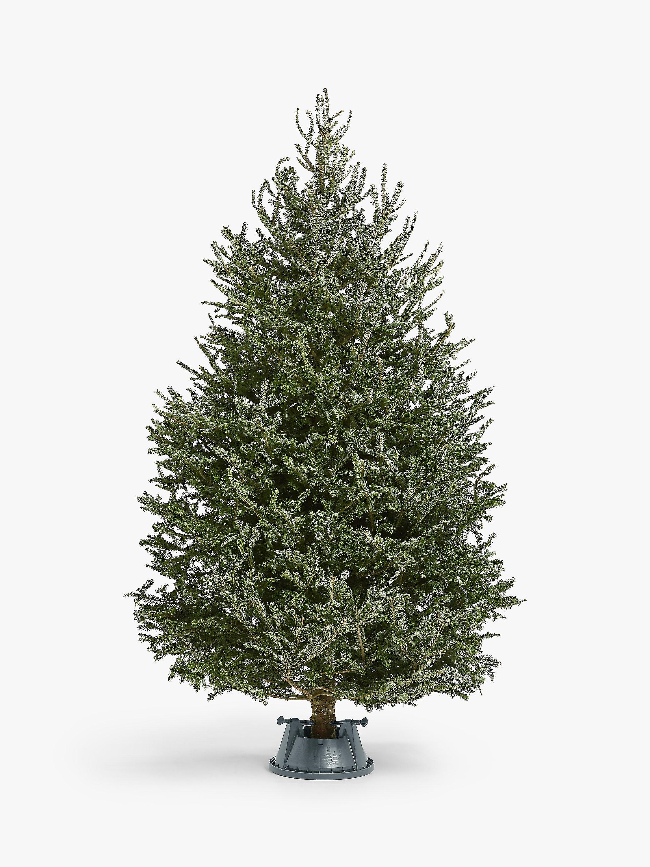 John Lewis Fraser Fir Real Christmas Tree