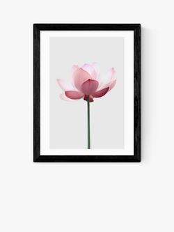 EAST END PRINTS Sisi and Seb 'Lotus' Framed Print, Black Frame