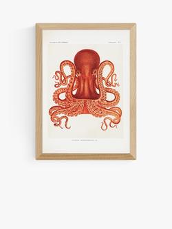 EAST END PRINTS Natural History Museum 'Octopus' Framed Print, Oak Frame