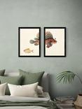 EAST END PRINTS Natural History Museum 'Fish' Framed Print, Set of 2