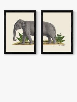 EAST END PRINTS Natural History Museum 'Elephant' Framed Print, Set of 2, Black Frame
