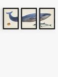 EAST END PRINTS Natural History Museum 'Whale' Framed Print, Set of 3