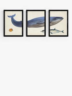 EAST END PRINTS Natural History Museum 'Whale' Framed Print, Set of 3, Black Frame