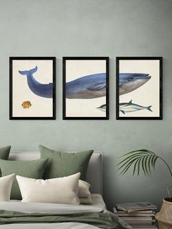 EAST END PRINTS Natural History Museum 'Whale' Framed Print, Set of 3 - view 2, Black Frame