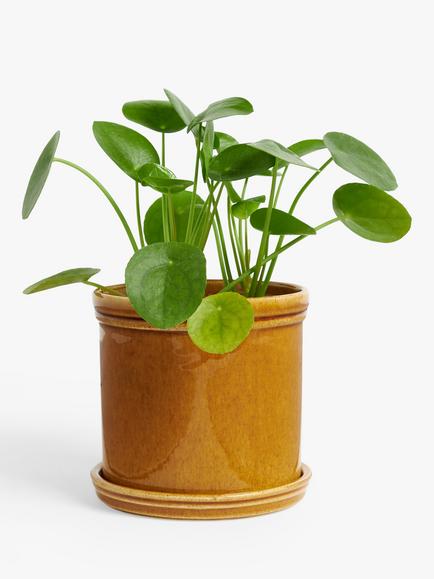 John Lewis Classic Glazed Stoneware Planter, Honey - view 2, Honey
