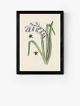 EAST END PRINTS Natural History Museum 'Bee & Hyacinth' Framed Print