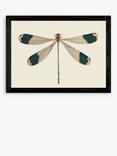 EAST END PRINTS Natural History Museum 'Dragonfly' Framed Print