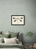 EAST END PRINTS Natural History Museum 'Dragonfly' Framed Print