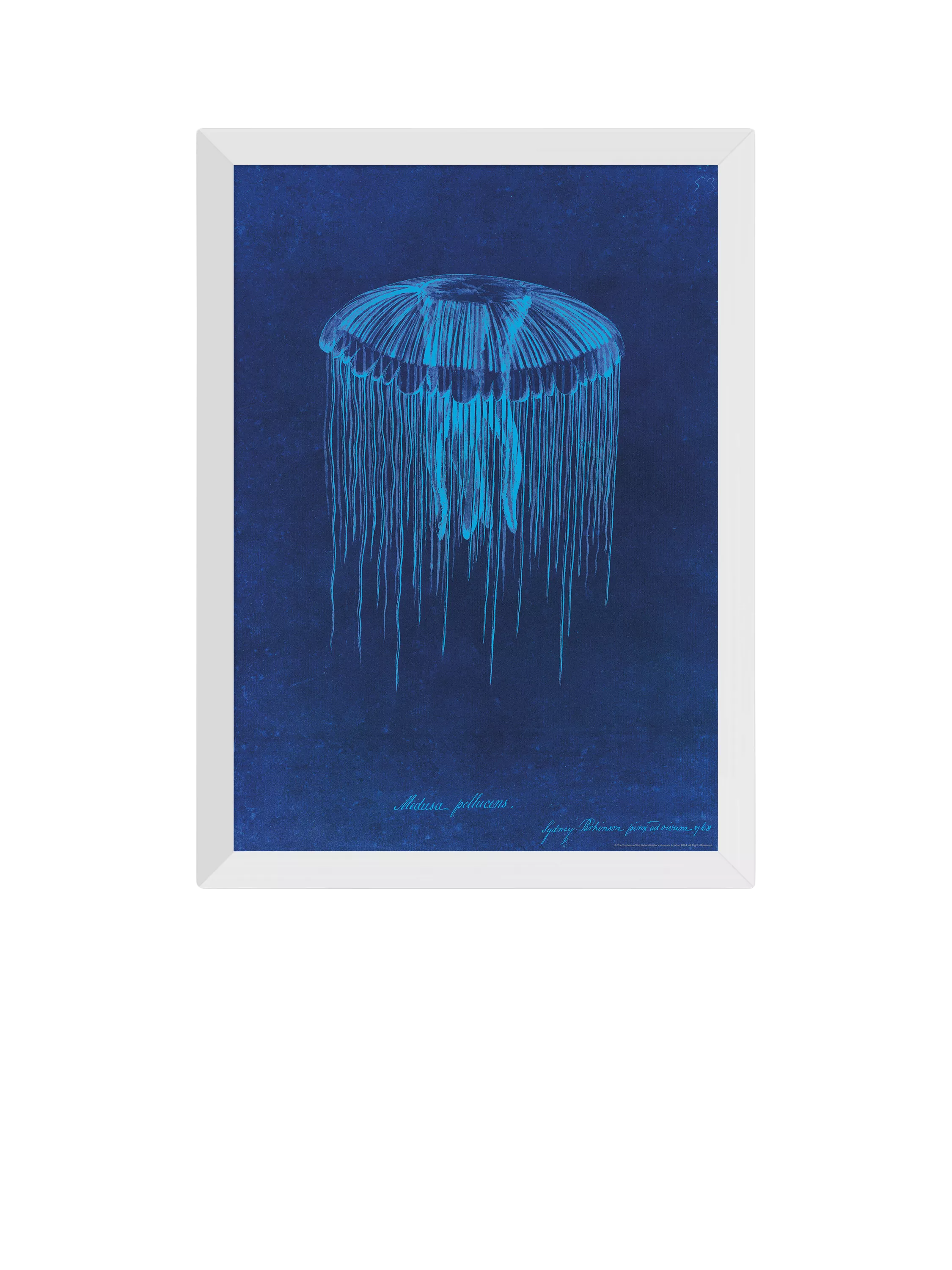 EAST END PRINTS Natural History Museum 'Jellyfish' Framed Print