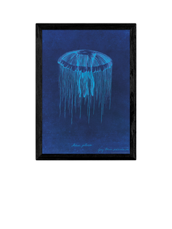 EAST END PRINTS Natural History Museum 'Jellyfish' Framed Print, Black
