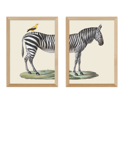EAST END PRINTS Natural History Museum 'Zebra & Bird' Framed Print, Set of 2, Oak