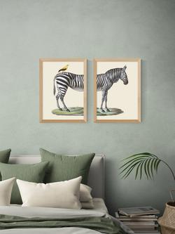 EAST END PRINTS Natural History Museum 'Zebra & Bird' Framed Print, Set of 2 - view 2, Oak