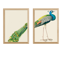 EAST END PRINTS Natural History Museum 'Peacock' Framed Print, Set of 2, Oak