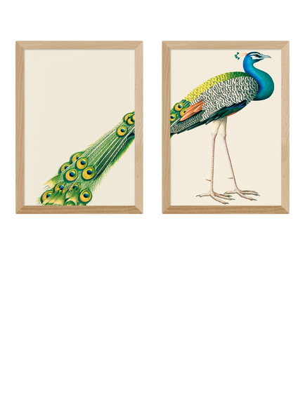 EAST END PRINTS Natural History Museum 'Peacock' Framed Print, Set of 2, Oak