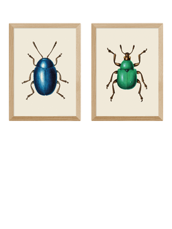 EAST END PRINTS Natural History Museum 'Beetles' Framed Print, Set of 2, Oak