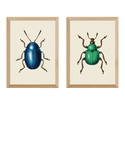 EAST END PRINTS Natural History Museum 'Beetles' Framed Print, Set of 2, Oak