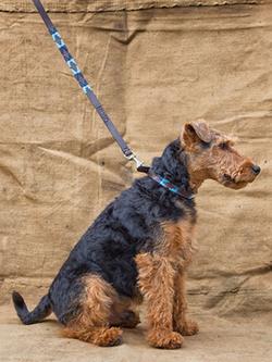 Pampeano Azules Leather Dog Lead, Blue - view 2, Blue