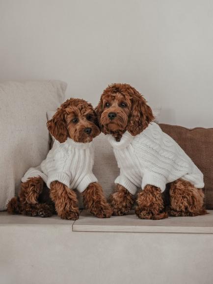 By Teddy Capsule Cable Dog Jumper, Marshmallow - view 2, Natural Beige