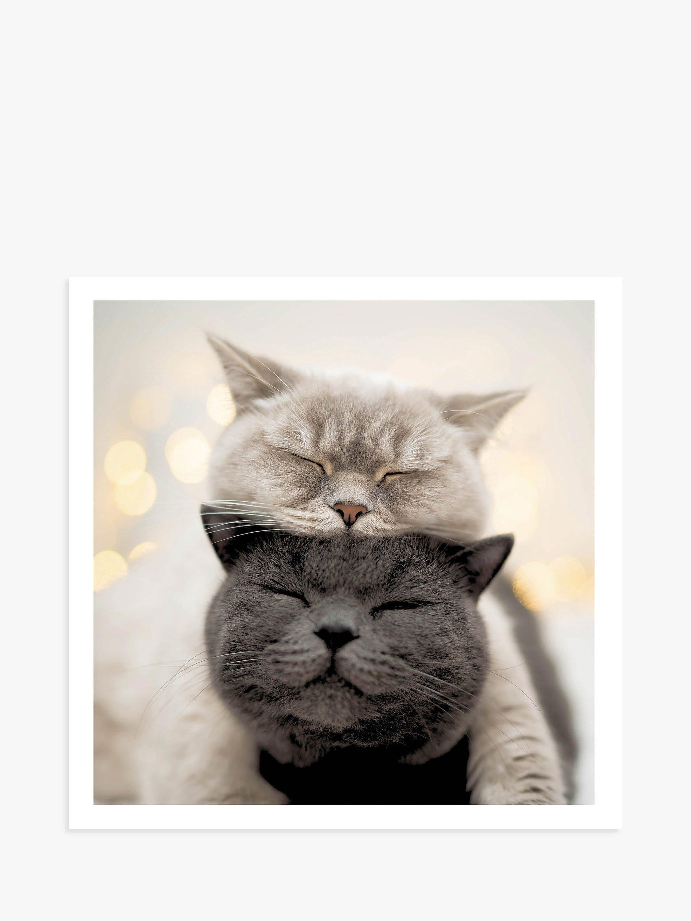 Woodmansterne Head Rest Cats Greeting Card