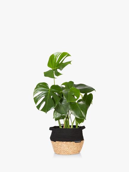 The Little Botanical Monstera Big Belly Basket, Multi Multi