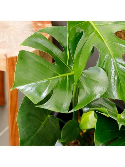 The Little Botanical Monstera Big Belly Basket - view 2, Multi Multi