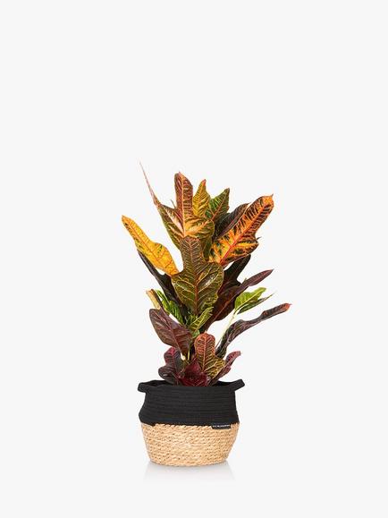 The Little Botanical Croton Big Belly Basket, Multi Multi