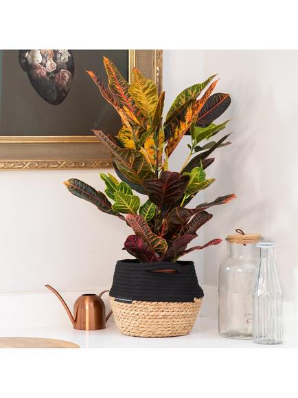 The Little Botanical Croton Big Belly Basket - view 2, Multi Multi