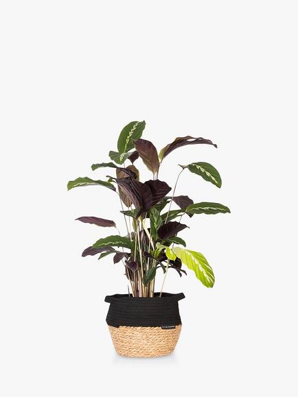 The Little Botanical Calathea Belly Basket Plant, Multi