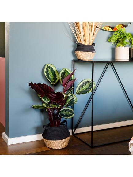 The Little Botanical Calathea Belly Basket Plant - view 2, Multi