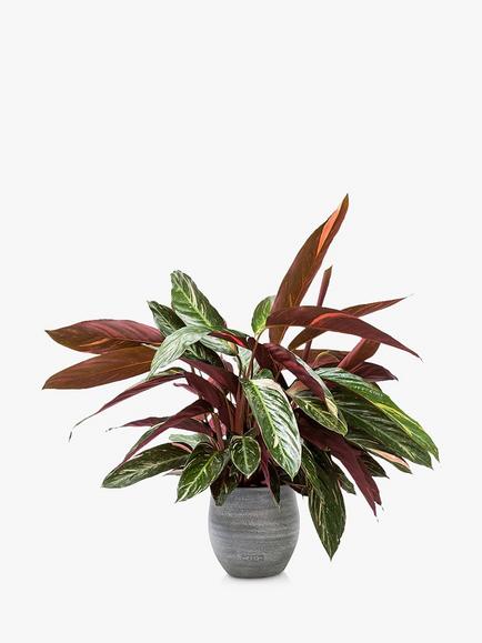 The Little Botanical Calathea Big Grey Ceramic Pot, Multi