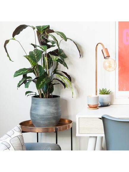 The Little Botanical Calathea Big Grey Ceramic Pot - view 2, Multi Multi