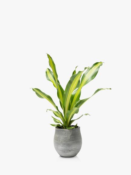 The Little Botanical Dracaena Big Grey Pot, Multi Multi
