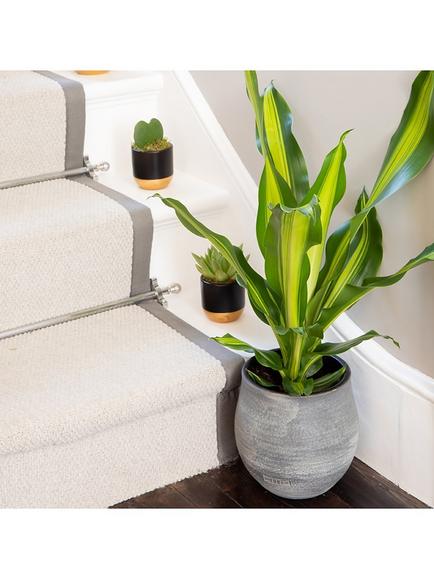 The Little Botanical Dracaena Big Grey Pot - view 2, Multi Multi