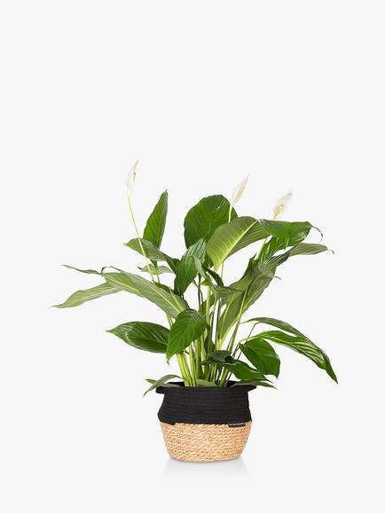 The Little Botanical Peace Lily Belly Basket, Multi Multi