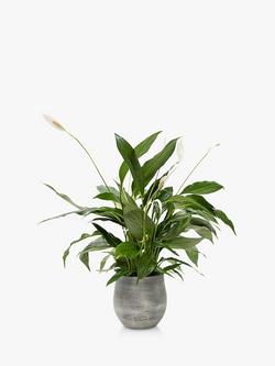 The Little Botanical Peace Lily Big Grey Pot, Multi Multi