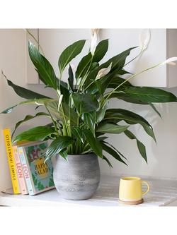 The Little Botanical Peace Lily Big Grey Pot - view 2, Multi Multi