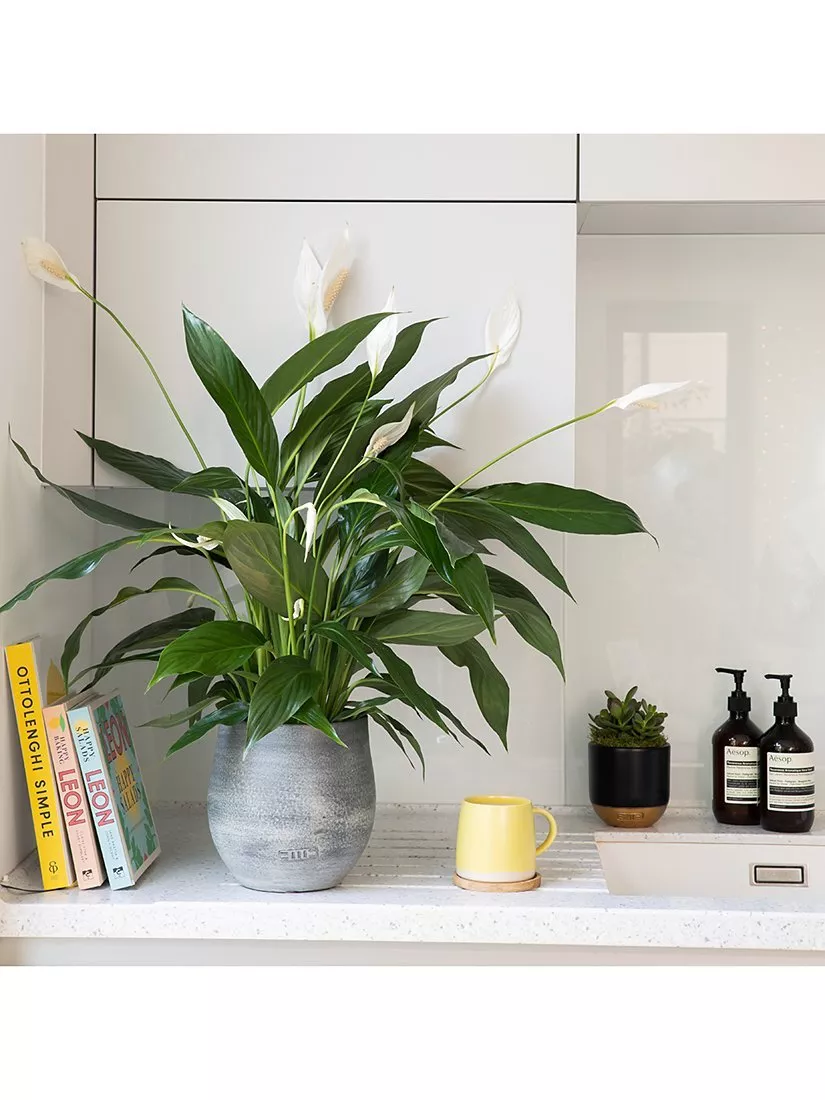 Modern living room with grey sofa, yellow cushions, coffee table with succulents, and large indoor plant in basket pot