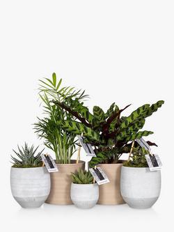The Little Botanical New Home Plant Bundle, Multi Multi