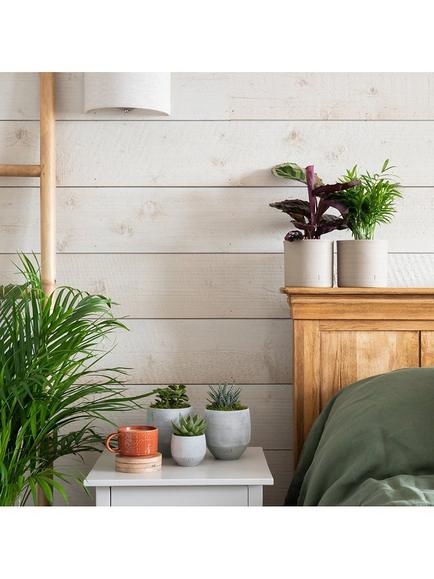 The Little Botanical New Home Plant Bundle - view 2, Multi Multi
