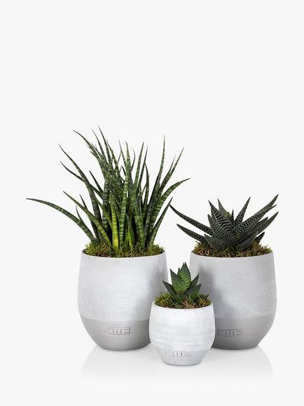 The Little Botanical Desk Buddy Plant Gang, Multi Multi