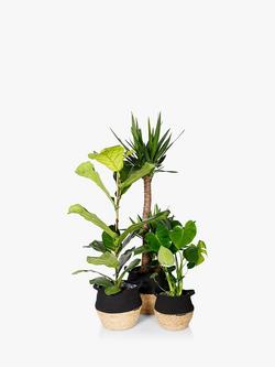 The Little Botanical Large Plants Big Spaces Gang, Multi Multi