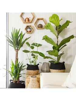 The Little Botanical Large Plants Big Spaces Gang - view 2, Multi Multi