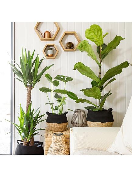 The Little Botanical Large Plants Big Spaces Gang - view 2, Multi Multi