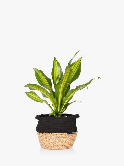 The Little Botanical Dracaena Belly Basket, Multi Multi