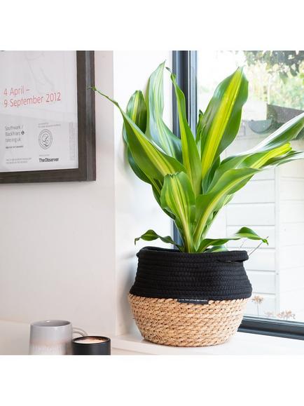 The Little Botanical Dracaena Belly Basket - view 2, Multi Multi